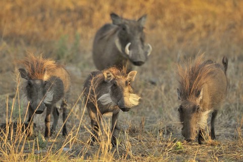 Warthog (Phacochoerus africanus) family with juveniles on the savannah, Namibia, Africa