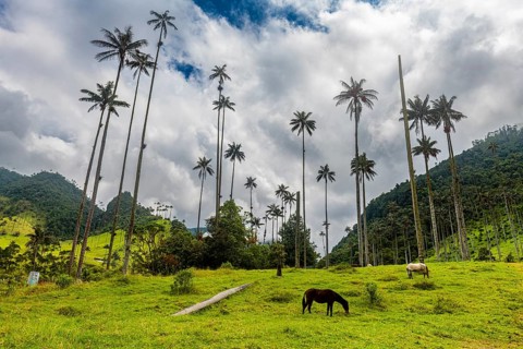 Wax palms largest palms in the world, Cocora valley, Unesco site coffee cultural landscape,