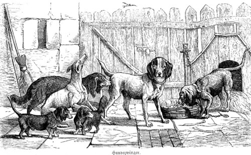 Dog kennel, different dog breeds, bowl, dog house, broom, wooden fence, Hubertus hunt, hunting
