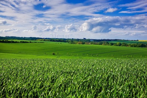 Fields near Lommatzsch