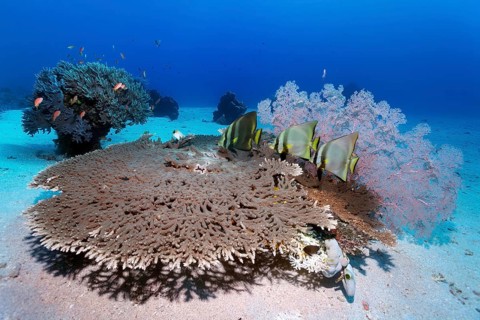 Dusky batfish (Platax pinnatus), three, above Acropora hyacinth table coral (Acropora hyacinthus),
