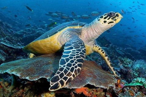 Hawksbill sea turtle (Eretmochelys imbricata) resting on Favia brain coral (Platygyra lamellina) in