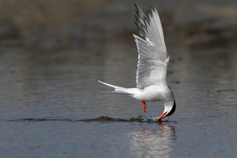 Common Tern (Sterna hirundo), foraging, hunting for fish, Lower Saxony Wadden Sea National Park,