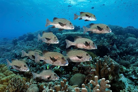 Shoal of harlequin sweetlip (Plectorhinchus chaetodonoides) or Spotted Sweetlips, swimming over