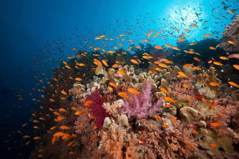 Coral reef with harem flag perch, Pseudanthias squamipinnis, Red Sea, Ras Mohammed, Egypt, Africa