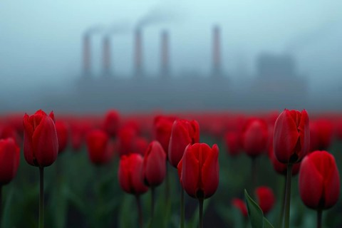 Field with red tulip flowers and factory with grey fumes in background. Generative Ai, AI generated