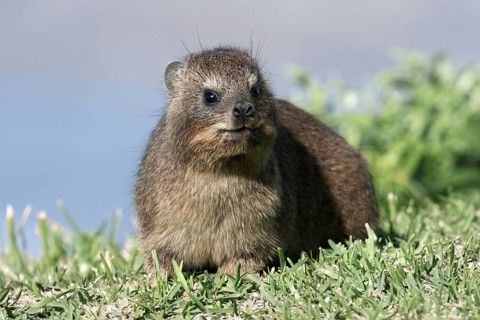 Rock hyrax (Procavia capensis), Cape hyrax, Tsitsikamma Coastal National Park, South Africa, Africa