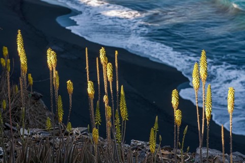 Grasses at coast of San Felipe. Vulcano Fogo. Fogo. Cabo Verde. Africa