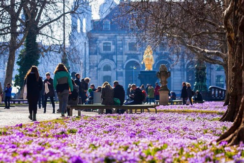 Spring on the main street in Dresden