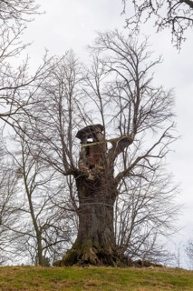 Burgstädtel lime tree