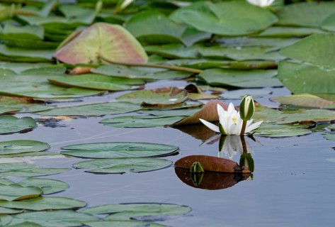 European white waterlilies (Nymphaea alba) on the water of Lacul Isaccel, a lake in the Danube