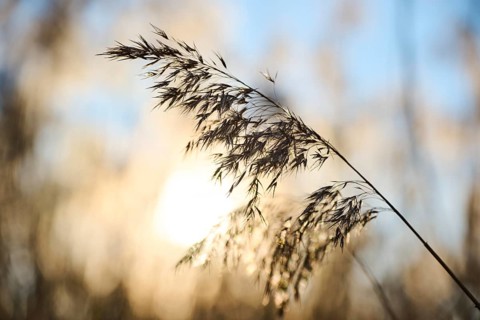 Common reed (Phragmites australis) seeds, detail, Upper Palatinate, Bavaria, Germany, Europe