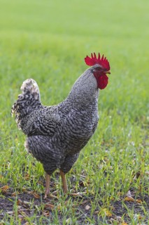 Plymouth Rock chicken, American breed of domestic chickens, free range Barred Rock cock, rooster in