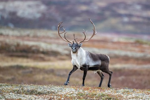 Wild mountain reindeer (Rangifer tarandus tarandus), bull in autumn tundra, Forollhogna National