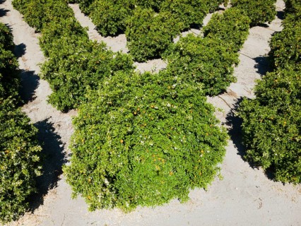 Drone shot, orange plantation, Skala, Mani, Lakonia, Peloponnese, Greece, Europe