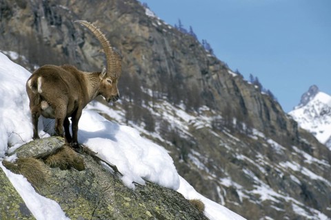 Alpine ibex (Capra ibex) foraging in the mountains of the Alps in the snow in winter, Gran Paradiso
