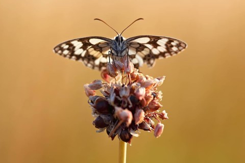 Marbled white (Melanargia galathea) in cold torpor on the flower of rocambole (Allium