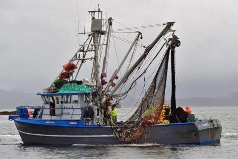 Fishing boat pulling a full net of pink salmons (Oncorhynchus gorbuscha) out of the sea, Prince