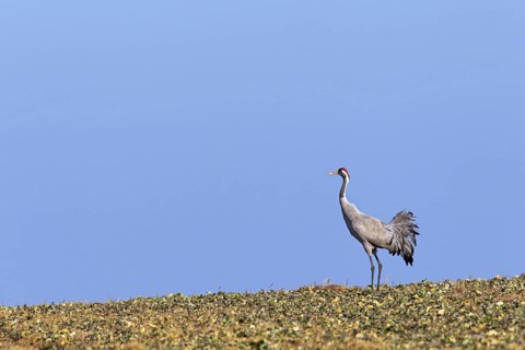 Common crane, Eurasian crane (Grus grus) standing in field during late winter migration