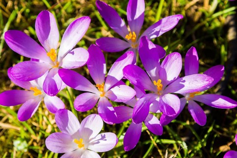 Spring bloomers in the Great Garden