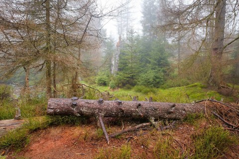 Forest at the Oderteich in the Nebel, Harz National Park, Lower Saxony, Germany, Europe