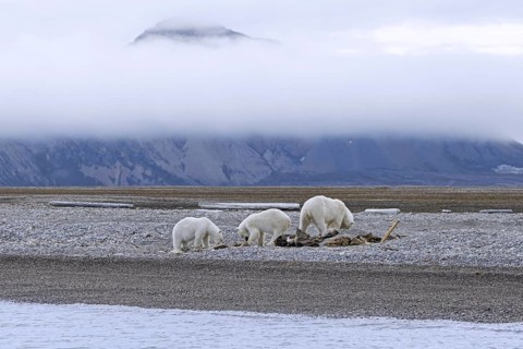 Scavenging polar bears (Ursus maritimus) mother with two cubs feeding on carcass of stranded dead