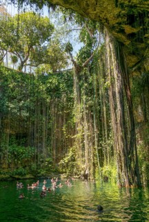 People swimming in limestone sinkhole pool, Cenote Ik kil, Pisté, Yucatan, Mexico, Central America