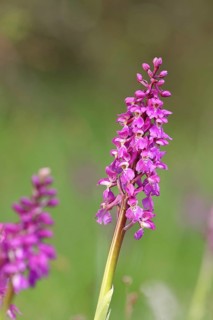 Man's orchid (Orchis mascula), inflorescence in a meadow, Hesse, Germany, Europe