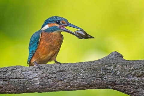 Common kingfisher (Alcedo atthis) Young bird, male, with water snail in beak, Middle Elbe Biosphere
