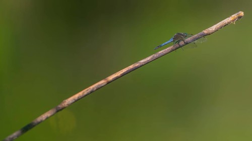 Close-up, black-tailed skimmer (Orthetrum cancellatum), male, Neustadt am Rübenberge, Germany,