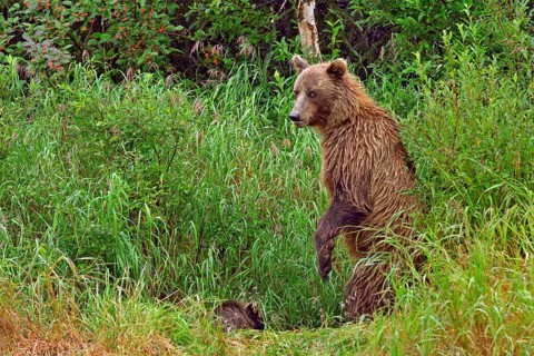 Brown bear (Ursus arctos) standing on hind legs in tall grass looking at camera, her cub sitting in