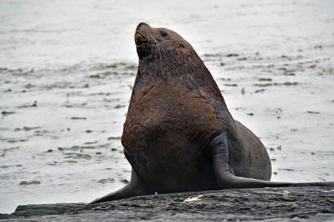 Steller sea lion (Eumetopias jubatus) poses sitting on a rock and looking at the camera, Prince