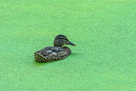 Mallard (Anas platyrhynchos) female swimming on pond with duckweeds (Lemna), Meisebach Park, Bad