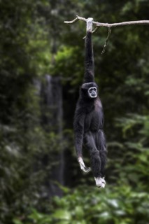 Lar gibbon, white-handed gibbon (Hylobates lar) native to Indonesia, Laos, Malaysia, Myanmar and