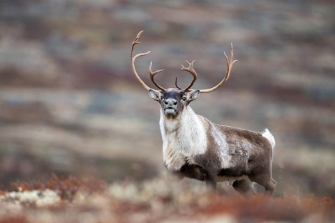 Wild mountain reindeer (Rangifer tarandus tarandus), bull in autumn tundra, Forollhogna National