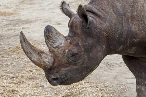 Black rhinoceros, black rhino, hook-lipped rhinoceros (Diceros bicornis) close-up of head and horn,