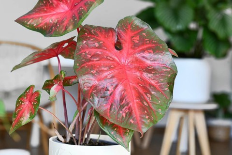 Bright red leaf of exotic Caladium Red Flash houseplant