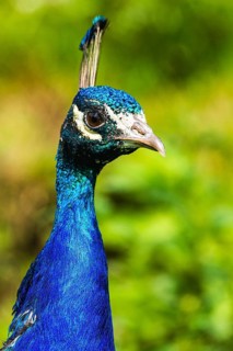 Portrait of Male Indian Peafowl (Pavo cristatus)