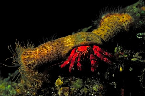 Red hermit crab (Dardanus arrosor) with parasitic anemones, Ponza, Italy, Mediterranean Sea, Europe