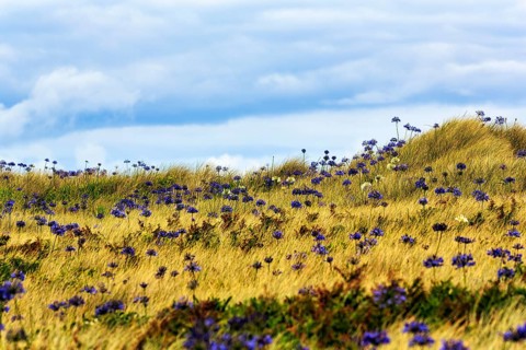 Dune Landscape, Blue and White lilies of the nile (Agapanthus), Love Flowers, Isle of Tresco, Isles