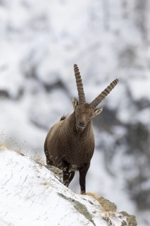 Alpine ibex (Capra ibex) male with large horns foraging on mountain slope in the snow in winter,