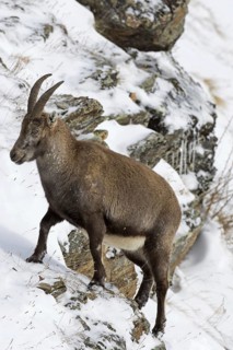 Alpine ibex (Capra ibex) female foraging on mountain slope in the snow in winter, Gran Paradiso