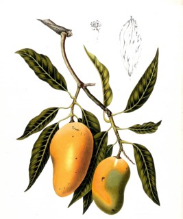 Mango, is a tropical plant and its fruit. The mango tree is a species of plant in the genus Mangos