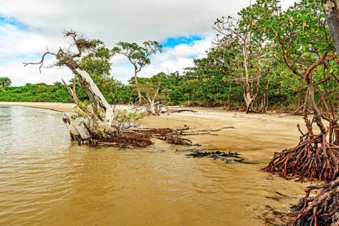 Mangrove vegetation with twisted branches and roots on the shore surrounded by coconut trees in