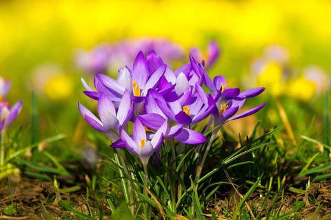 Spring bloomers in the Great Garden