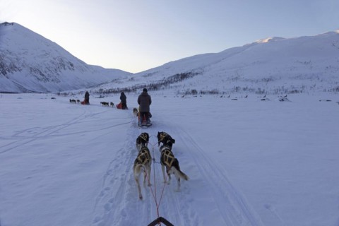 Winter dog sledge ride near Tromso against a grandiose mountain backdrop, Lapland, Norway, Europe