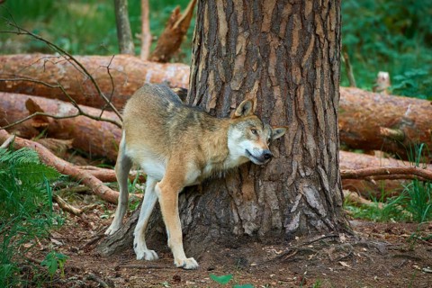 European gray wolf (Canis lupus), scratching on tree in forest, Germany, Europe