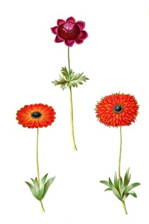 Crown anemone or poppy anemone (Anemone coronaria), Star anemone, Anemone xfulgens, Historic,