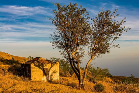 Small ruin and tree. Fogo. Cabo Verde. Africa