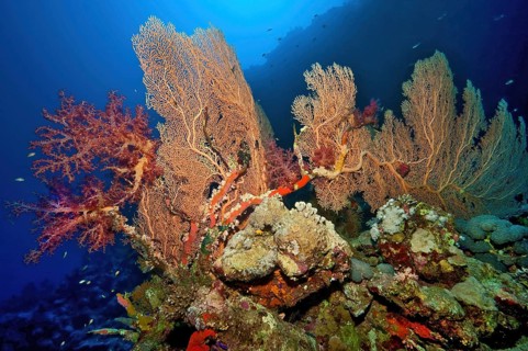 In the middle Fan coral (Annella mollis) on the left Soft coral (Dendronephthya) growing on coral